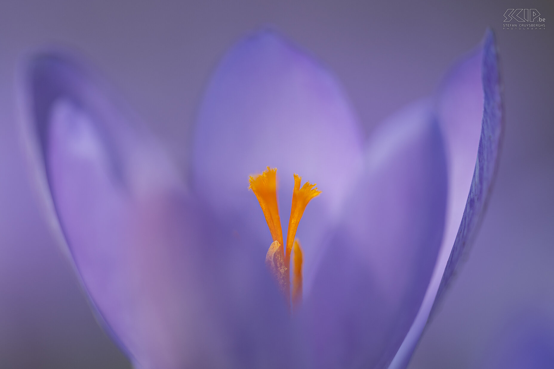 Crocuses Spring is finally here. The first crocuses appear in our garden in Scherpenheuvel... Stefan Cruysberghs